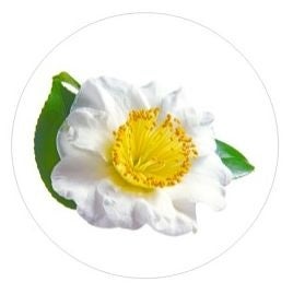 6種類の有用成分*¹でキレイ&若々しさをサポート スイーツのようなサプリ「VF Jelly」誕生のサブ画像3