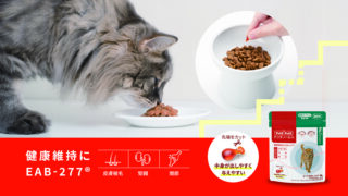 猫にも環境にも優しいサプリメント「アンチノールⓇ プラス 簡単カプセル 猫用」新発売のメイン画像